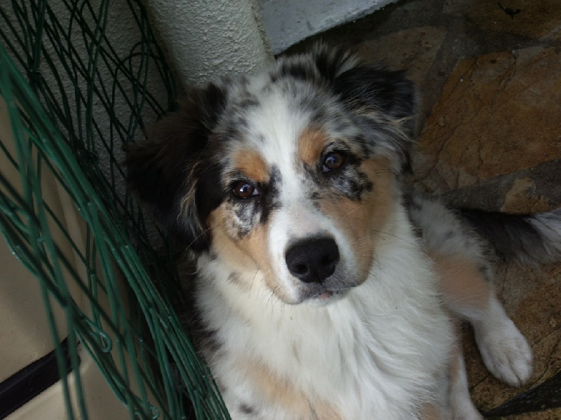 Cassie blue diamond des Terres de Tulicaine