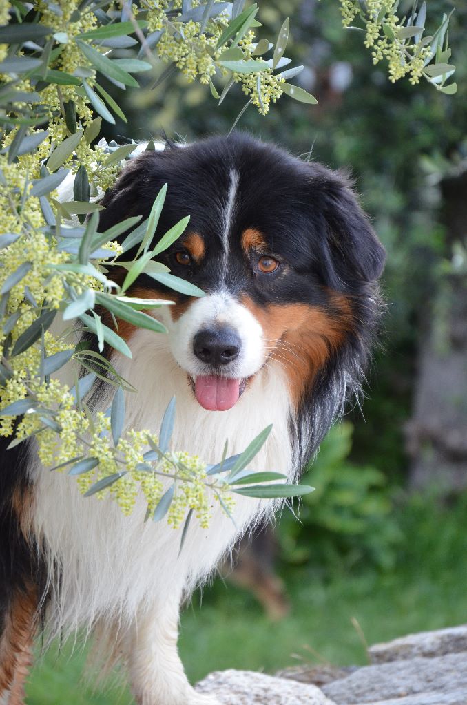 Sr.gallao le mysterieux des Terres de Tulicaine