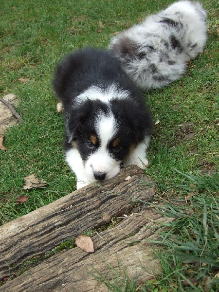 Les chiots ont 7 semaines !